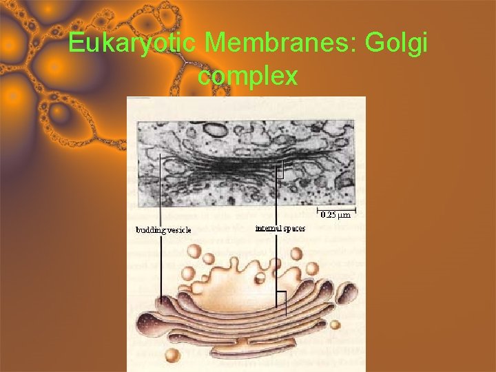 Eukaryotic Membranes: Golgi complex 