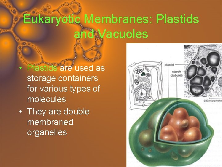 Eukaryotic Membranes: Plastids and Vacuoles • Plastids are used as storage containers for various