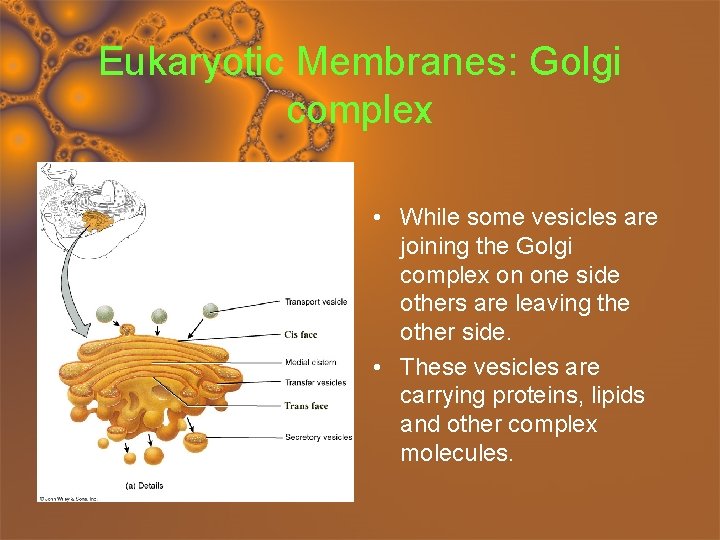 Eukaryotic Membranes: Golgi complex • While some vesicles are joining the Golgi complex on