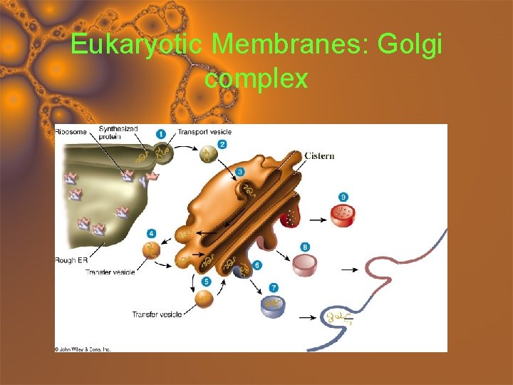 Eukaryotic Membranes: Golgi complex 