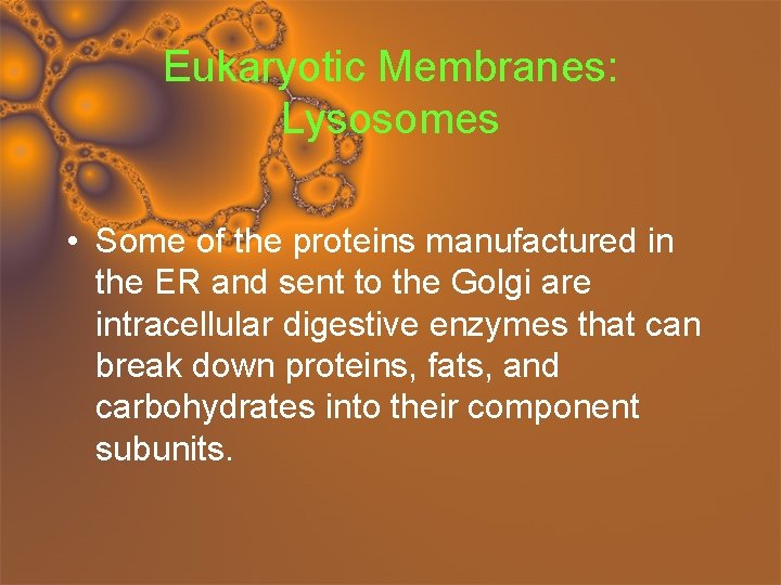 Eukaryotic Membranes: Lysosomes • Some of the proteins manufactured in the ER and sent