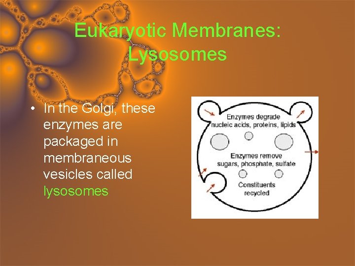 Eukaryotic Membranes: Lysosomes • In the Golgi, these enzymes are packaged in membraneous vesicles