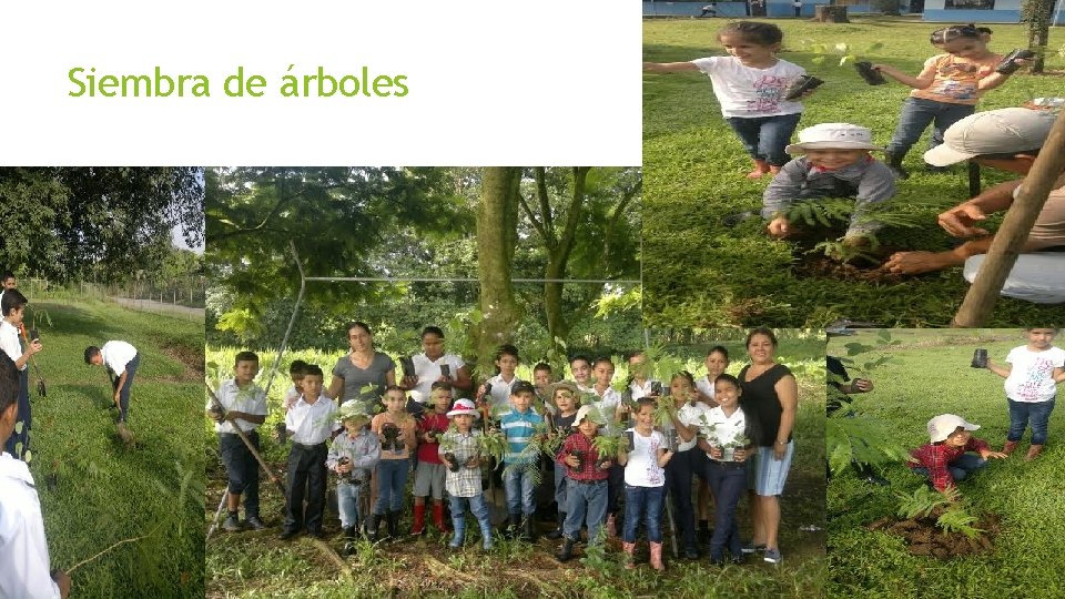 Siembra de árboles 