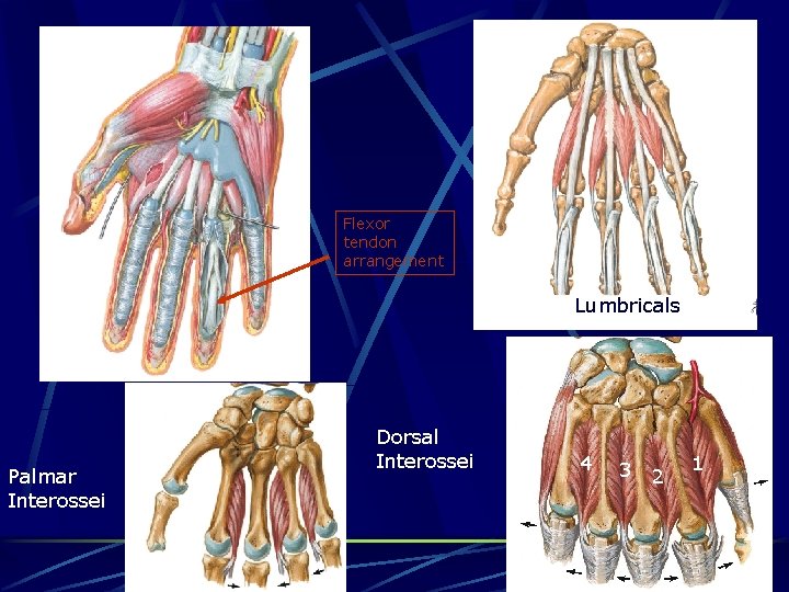 Flexor tendon arrangement Lumbricals Palmar Interossei Dorsal Interossei 4 3 2 1 