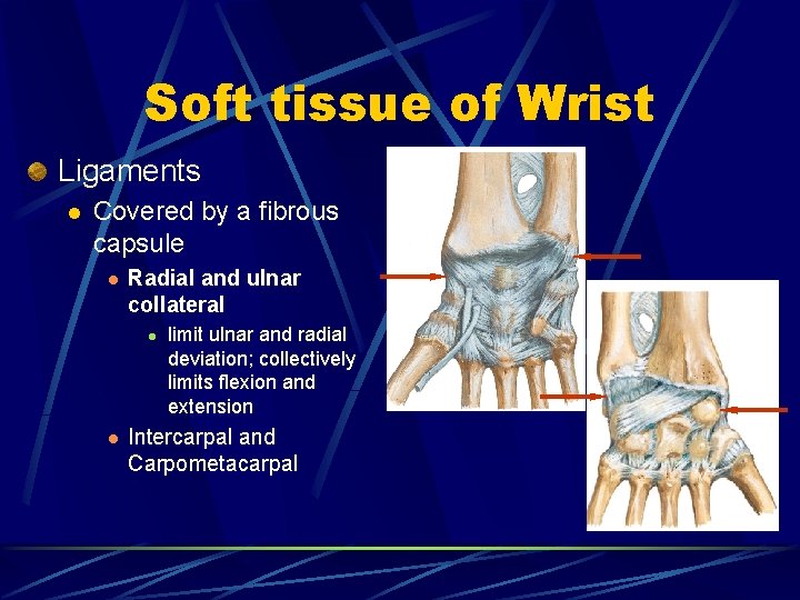 Soft tissue of Wrist Ligaments l Covered by a fibrous capsule l Radial and