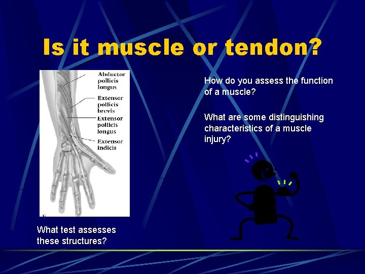 Is it muscle or tendon? How do you assess the function of a muscle?
