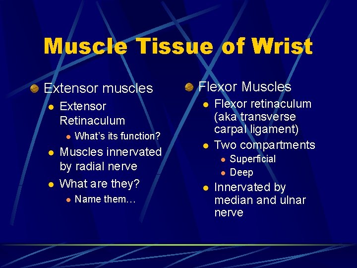 Muscle Tissue of Wrist Extensor muscles l Extensor Retinaculum l l l What’s its