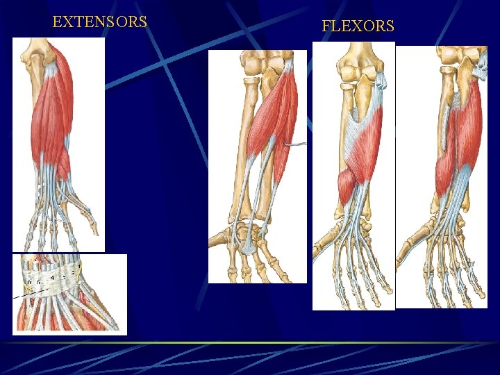 EXTENSORS FLEXORS 