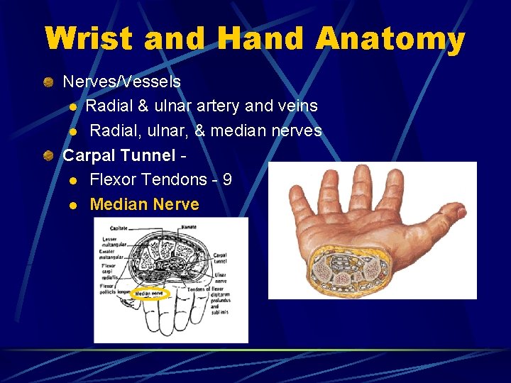 Wrist and Hand Anatomy Nerves/Vessels l Radial & ulnar artery and veins l Radial,