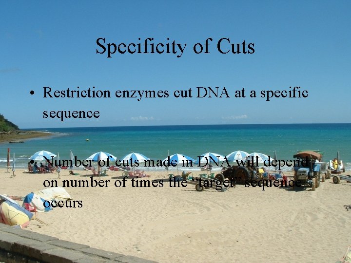 Specificity of Cuts • Restriction enzymes cut DNA at a specific sequence • Number