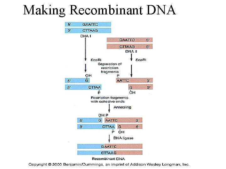 Making Recombinant DNA 限制脢 