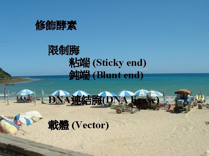 修飾酵素 限制脢 粘端 (Sticky end) 鈍端 (Blunt end) DNA連結脢(DNA ligase) 載體 (Vector) 