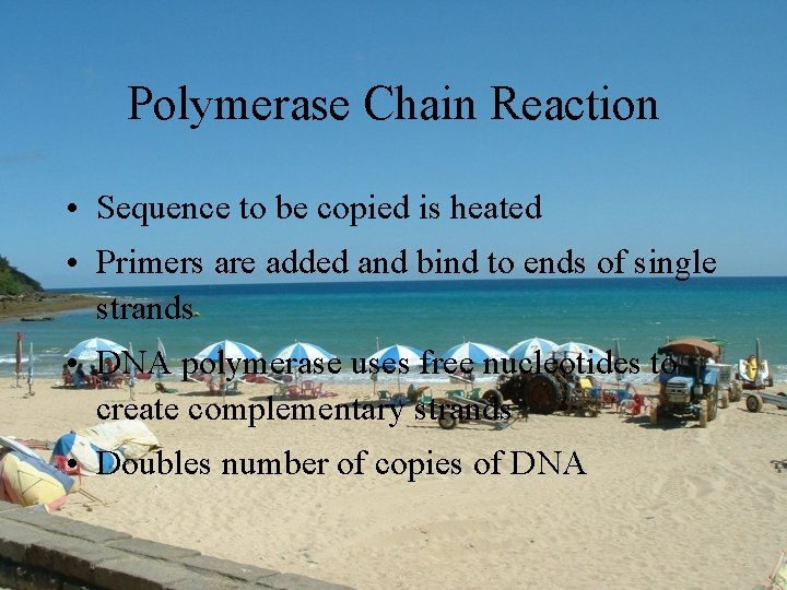 Polymerase Chain Reaction • Sequence to be copied is heated • Primers are added