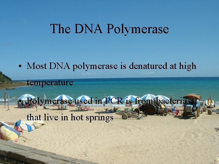 The DNA Polymerase • Most DNA polymerase is denatured at high temperature • Polymerase