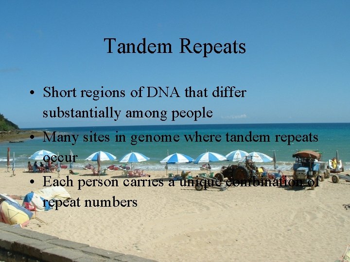 Tandem Repeats • Short regions of DNA that differ substantially among people • Many