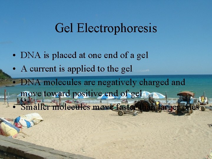 Gel Electrophoresis • DNA is placed at one end of a gel • A