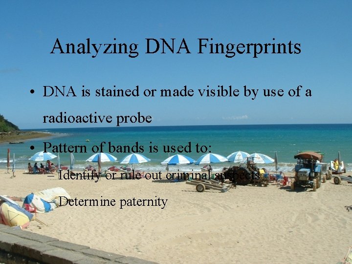 Analyzing DNA Fingerprints • DNA is stained or made visible by use of a