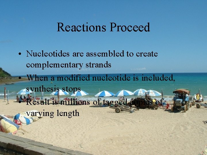 Reactions Proceed • Nucleotides are assembled to create complementary strands • When a modified