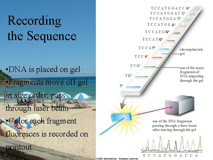 TCCATGGACC TCCATGGA Recording the Sequence TCCATGG TCCAT TCCA TCC • DNA is placed on