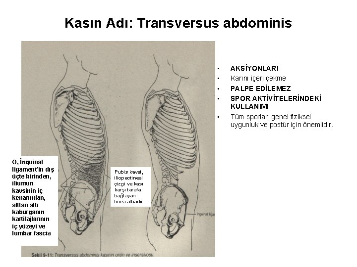 Kasın Adı: Transversus abdominis • • • O, İnquinal ligament’in dış üçte birinden, iliumun