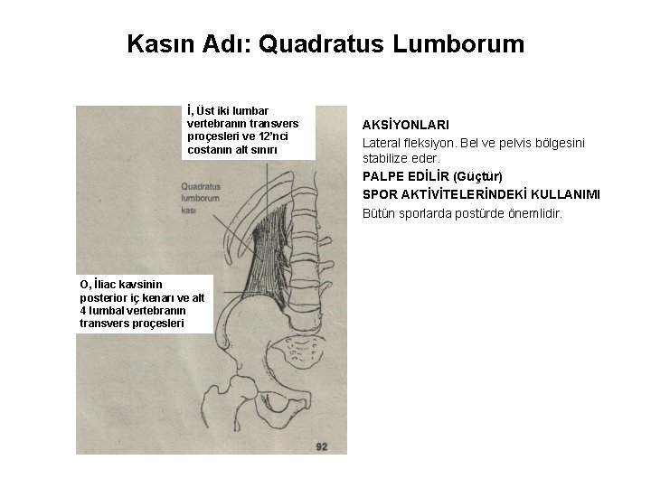 Kasın Adı: Quadratus Lumborum İ, Üst iki lumbar vertebranın transvers proçesleri ve 12’nci costanın