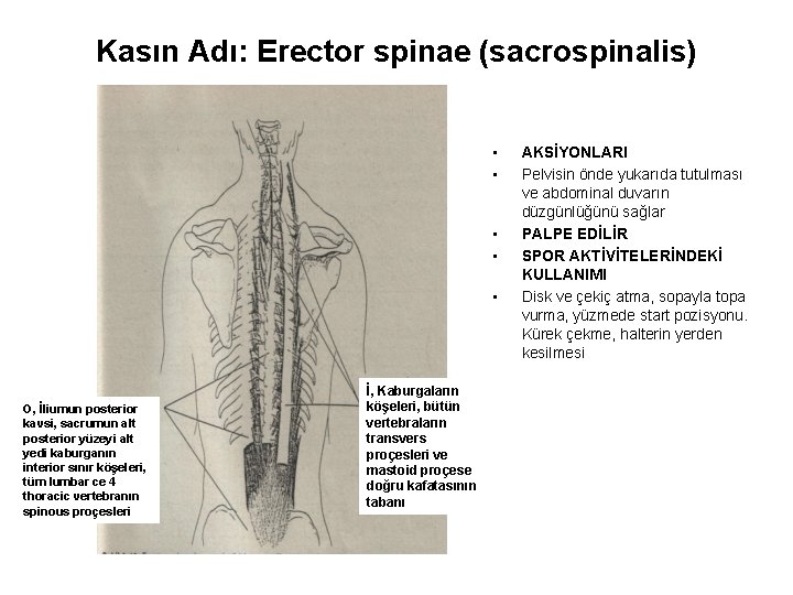 Kasın Adı: Erector spinae (sacrospinalis) • • • O, İliumun posterior kavsi, sacrumun alt