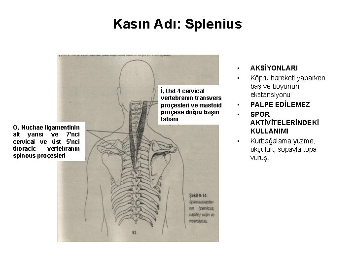 Kasın Adı: Splenius • • İ, Üst 4 cervical vertebranın transvers proçesleri ve mastoid