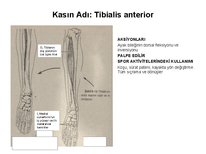 Kasın Adı: Tibialis anterior O, Tibianın dış yüzünün üst üçte ikisi İ, Medial cuneiform’un