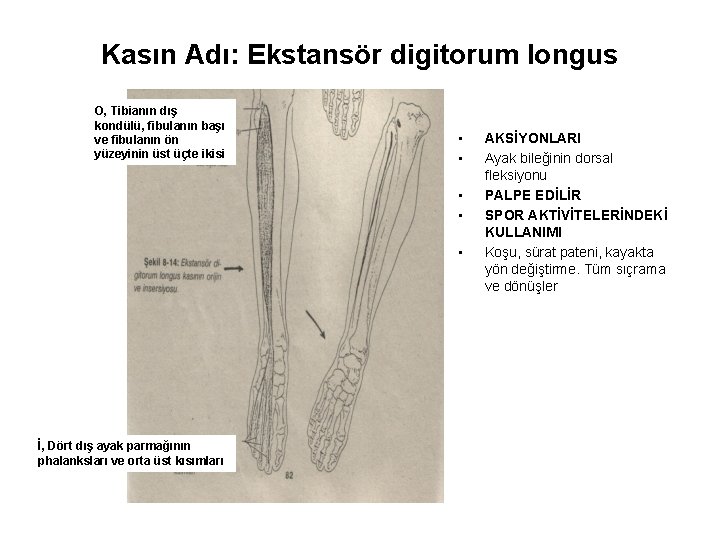 Kasın Adı: Ekstansör digitorum longus O, Tibianın dış kondülü, fibulanın başı ve fibulanın ön