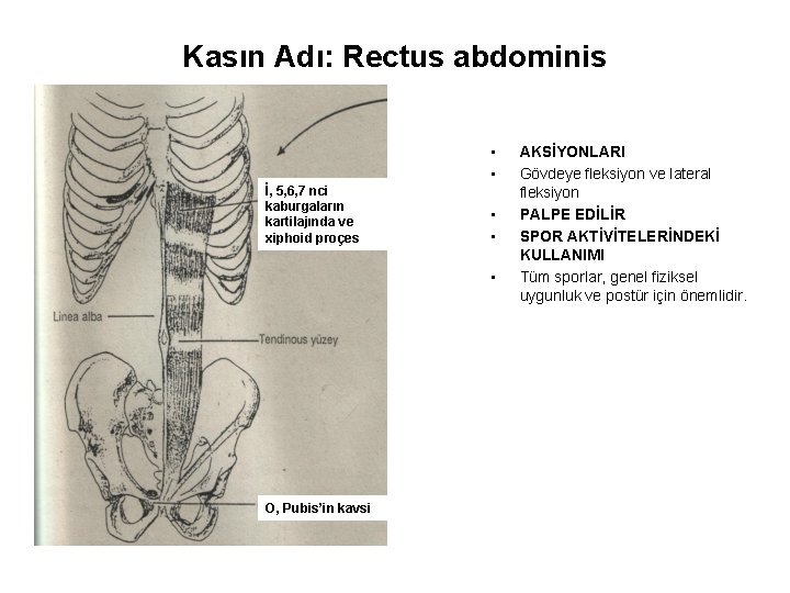 Kasın Adı: Rectus abdominis • • İ, 5, 6, 7 nci kaburgaların kartilajında ve