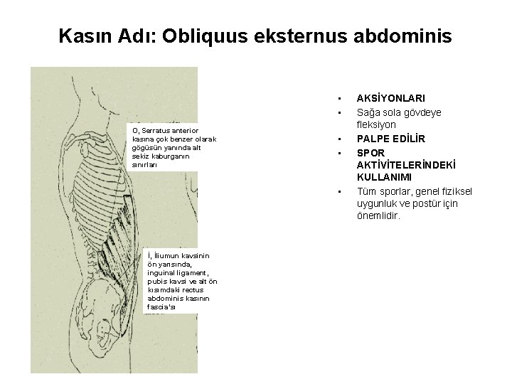 Kasın Adı: Obliquus eksternus abdominis • • O, Serratus anterior kasına çok benzer olarak