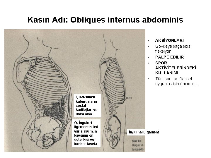 Kasın Adı: Obliques internus abdominis • • • AKSİYONLARI Gövdeye sağa sola fleksiyon PALPE