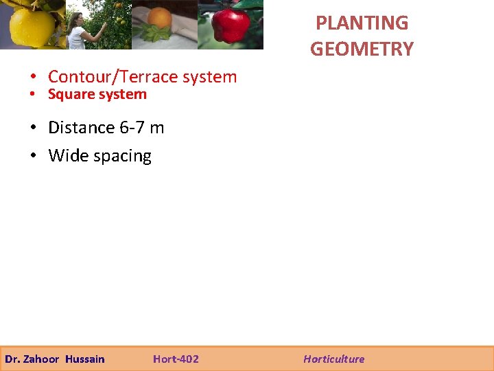 PLANTING GEOMETRY • Contour/Terrace system • Square system • Distance 6 -7 m •