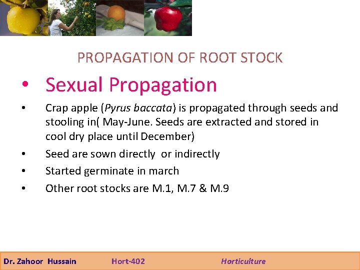 PROPAGATION OF ROOT STOCK • Sexual Propagation • • Crap apple (Pyrus baccata) is
