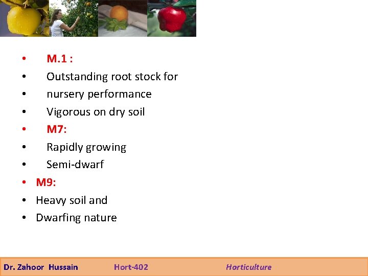  • M. 1 : • Outstanding root stock for • nursery performance •