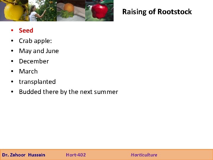 Raising of Rootstock • • Seed Crab apple: May and June December March transplanted