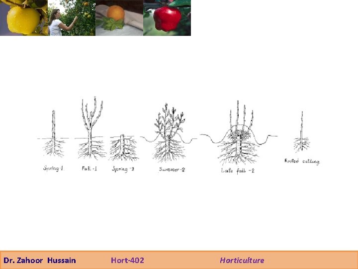 Dr. Zahoor Hussain Hort-402 Horticulture 