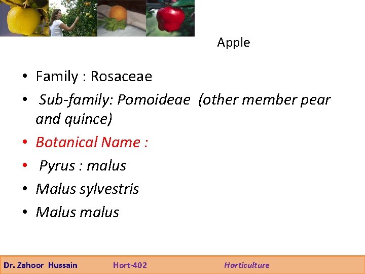 Apple • Family : Rosaceae • Sub-family: Pomoideae (other member pear and quince) •