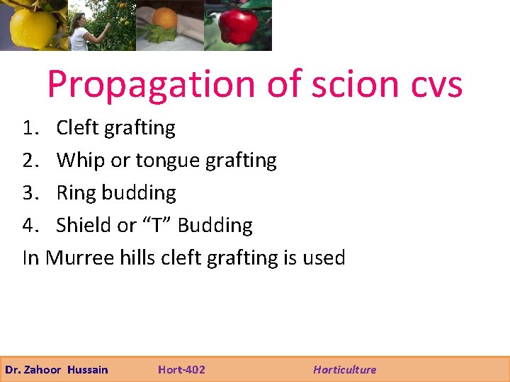 Propagation of scion cvs 1. Cleft grafting 2. Whip or tongue grafting 3. Ring