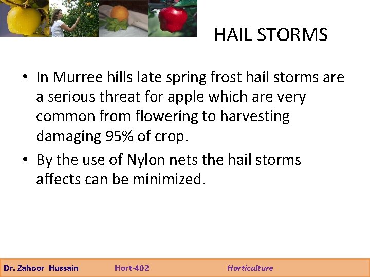 HAIL STORMS • In Murree hills late spring frost hail storms are a serious