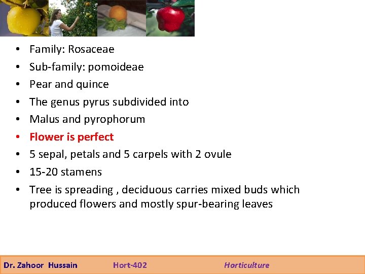  • • • Family: Rosaceae Sub-family: pomoideae Pear and quince The genus pyrus