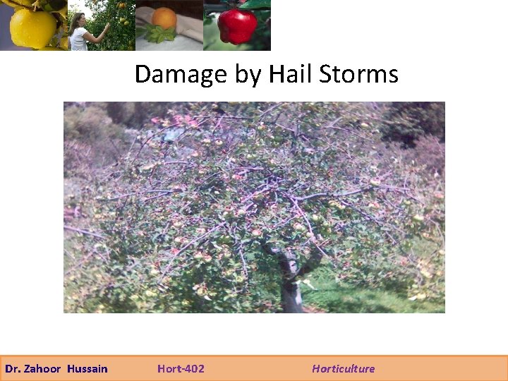 Damage by Hail Storms Dr. Zahoor Hussain Hort-402 Horticulture 