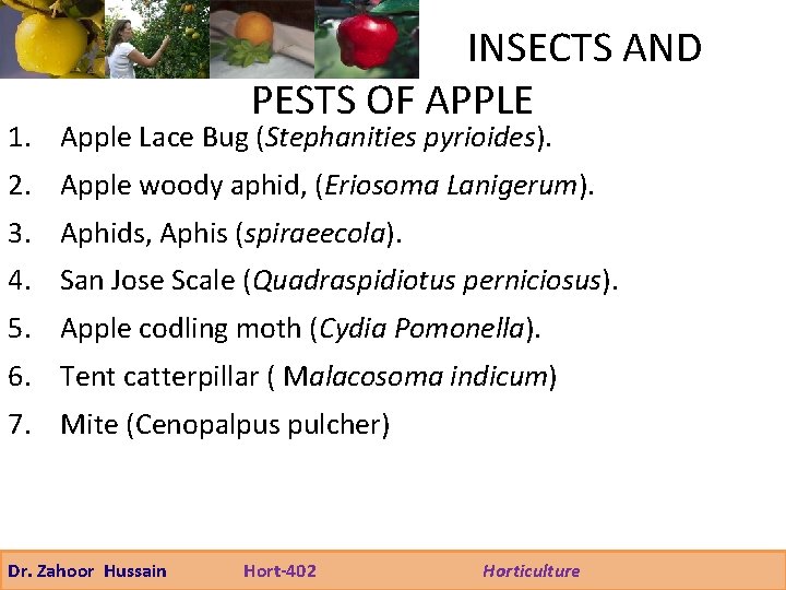 INSECTS AND PESTS OF APPLE 1. Apple Lace Bug (Stephanities pyrioides). 2. Apple woody