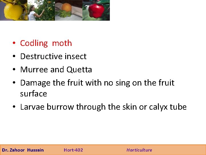 Codling moth Destructive insect Murree and Quetta Damage the fruit with no sing on