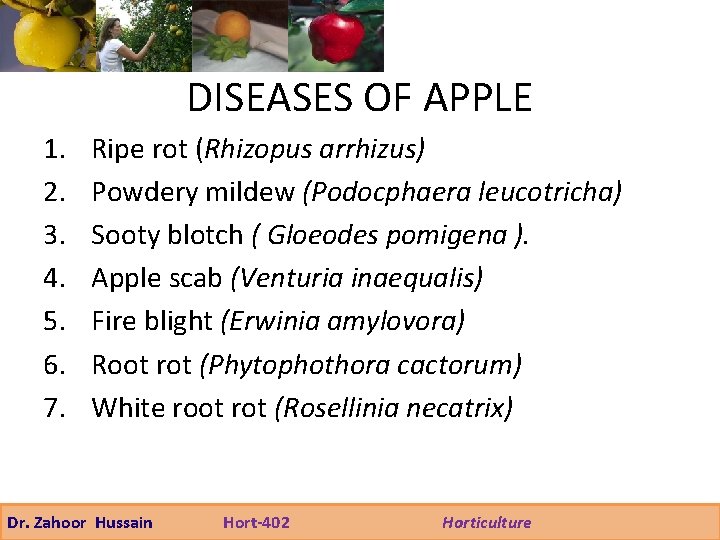 DISEASES OF APPLE 1. 2. 3. 4. 5. 6. 7. Ripe rot (Rhizopus arrhizus)