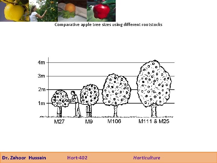 Comparative apple tree sizes using different rootstocks Dr. Zahoor Hussain Hort-402 Horticulture 
