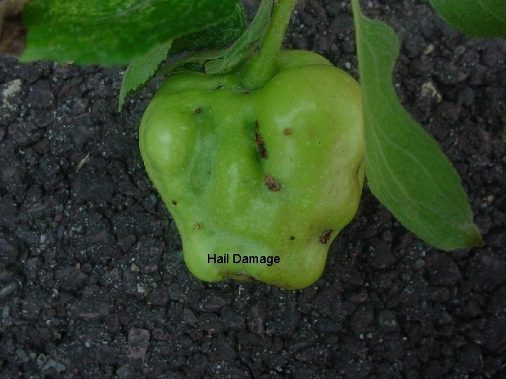 Hail Damage 