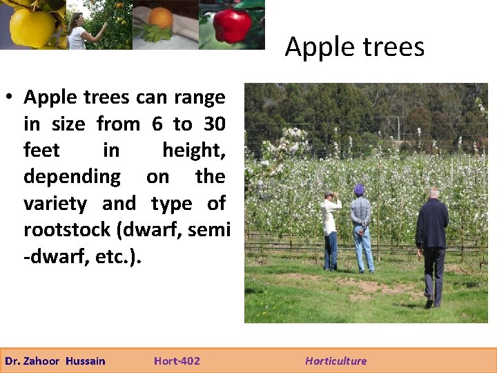 Apple trees • Apple trees can range in size from 6 to 30 feet