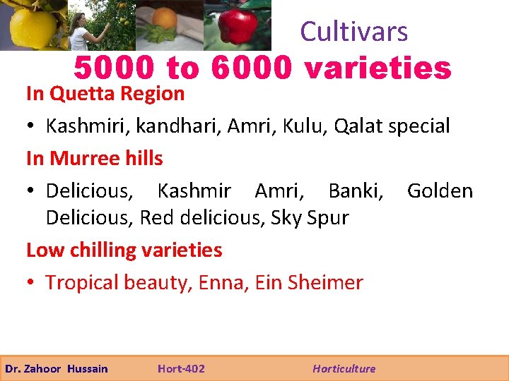 Cultivars 5000 to 6000 varieties In Quetta Region • Kashmiri, kandhari, Amri, Kulu, Qalat