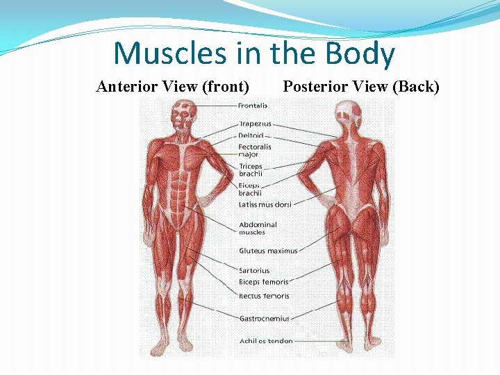 Muscles in the Body Anterior View (front) Posterior View (Back) 